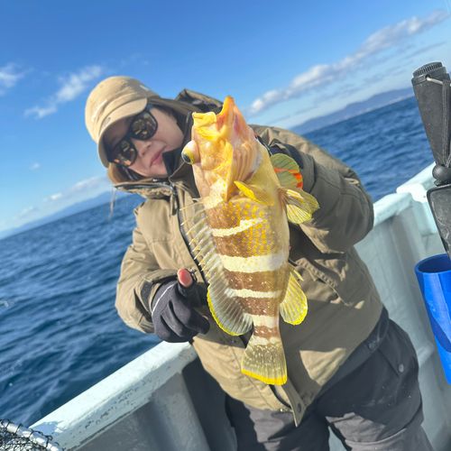 オオモンハタの釣果