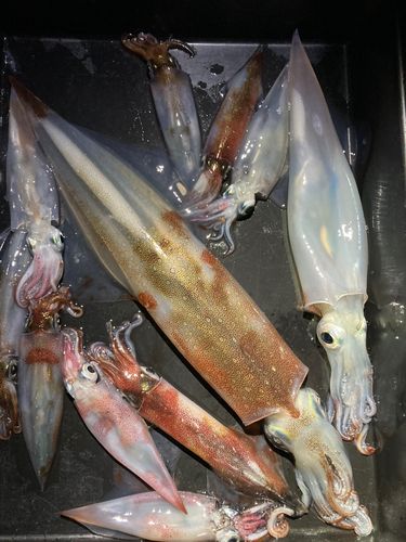 ヤリイカの釣果