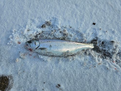 サクラマスの釣果