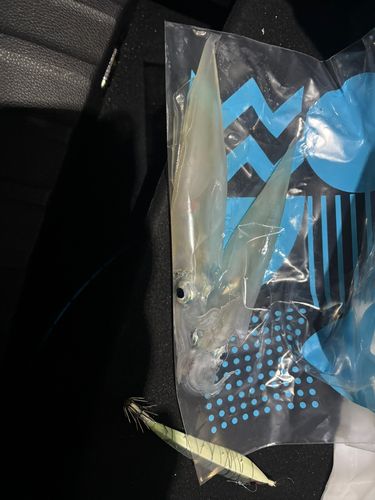 ヤリイカの釣果