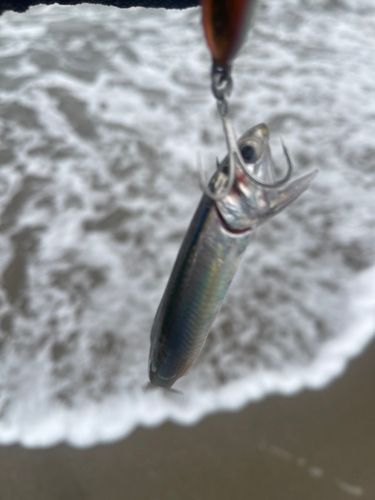 セイゴ（マルスズキ）の釣果