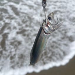 セイゴ（マルスズキ）