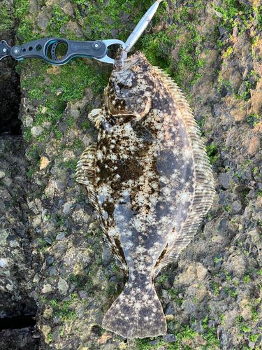 ヒラメの釣果
