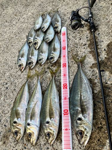アジの釣果