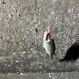 セイゴ（マルスズキ）