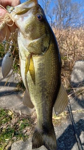 ブラックバスの釣果