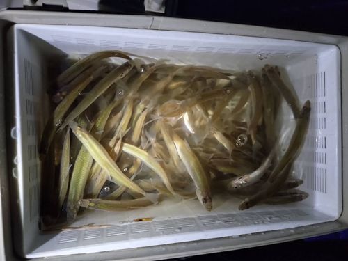 ワカサギの釣果