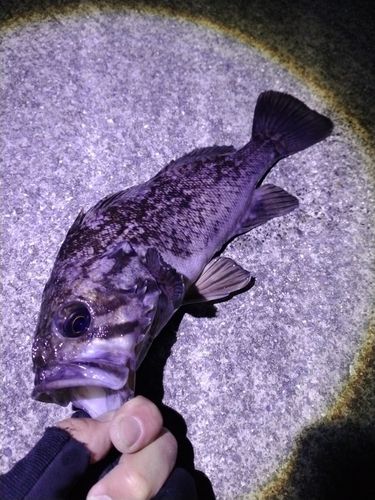 クロソイの釣果