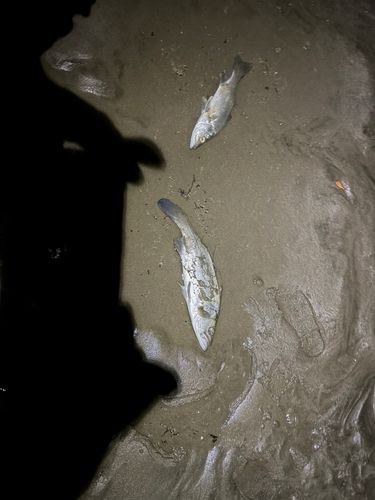 ヒラスズキの釣果