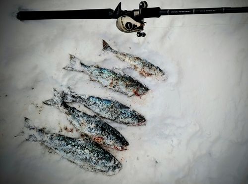 サクラマスの釣果