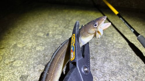 マアナゴの釣果