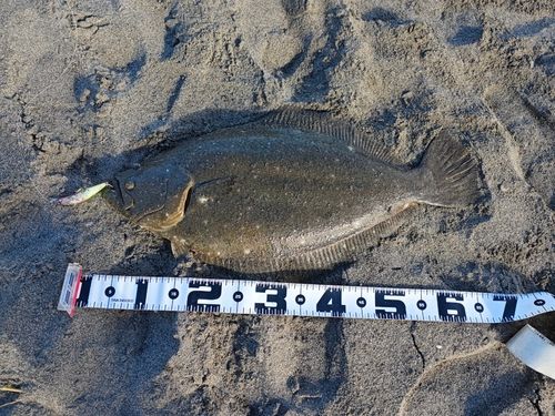 ヒラメの釣果