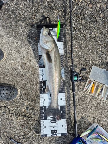 シーバスの釣果