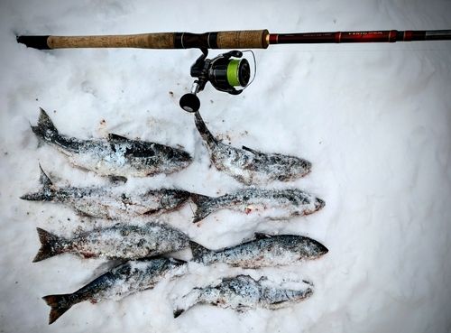 サクラマスの釣果