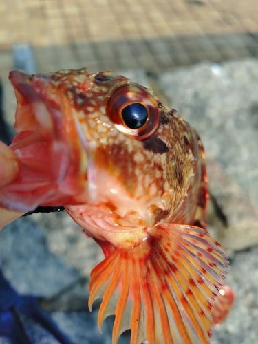 サノヤスドック