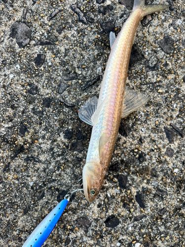 釣り堀ハマカツ