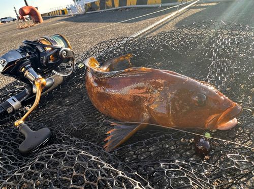 アイナメの釣果