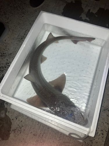 ホシザメの釣果