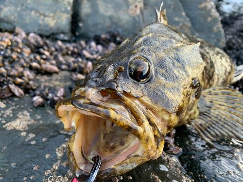 ベッコウゾイの釣果