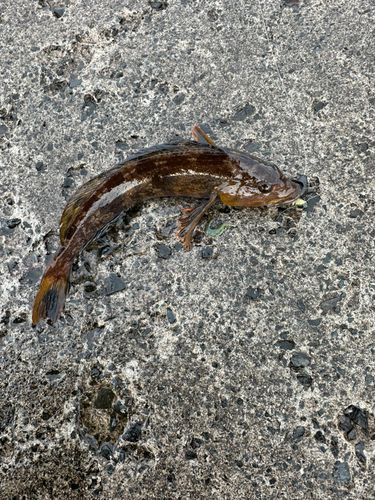 アイナメの釣果