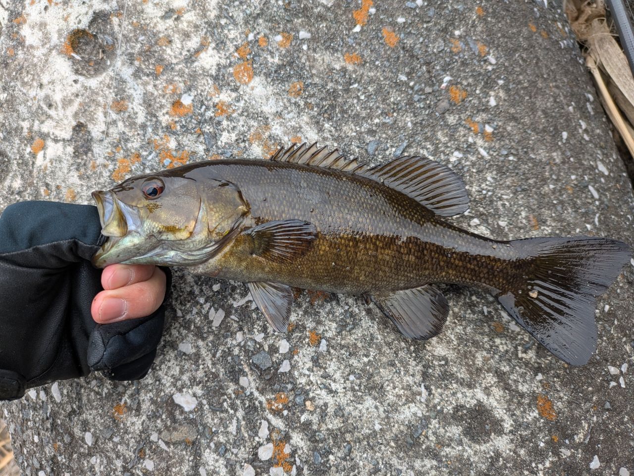 スモールマウスバス