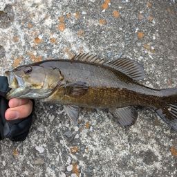 スモールマウスバス