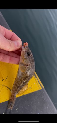 アイナメの釣果