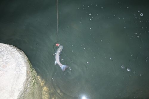 セイゴ（マルスズキ）の釣果