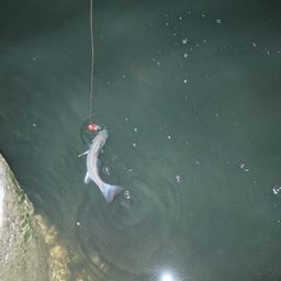 セイゴ（マルスズキ）