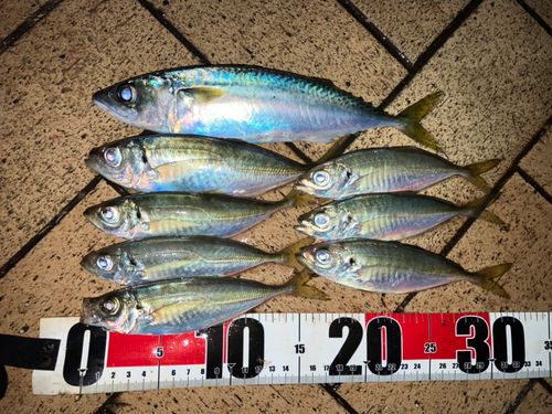 アジの釣果