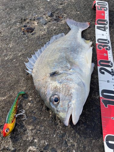 チヌの釣果