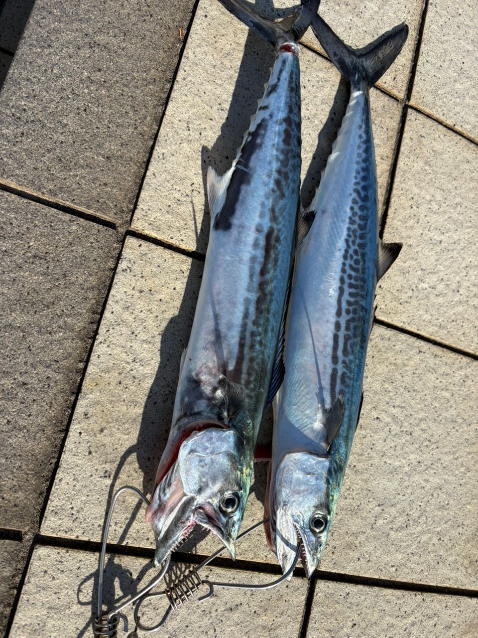 ダイワ(DAIWA) シーバスロッド 21 ラブラックス AGS90L ダイワ(DAIWA) シーバスロッド 21 ラブラックス AGS90L Amazon