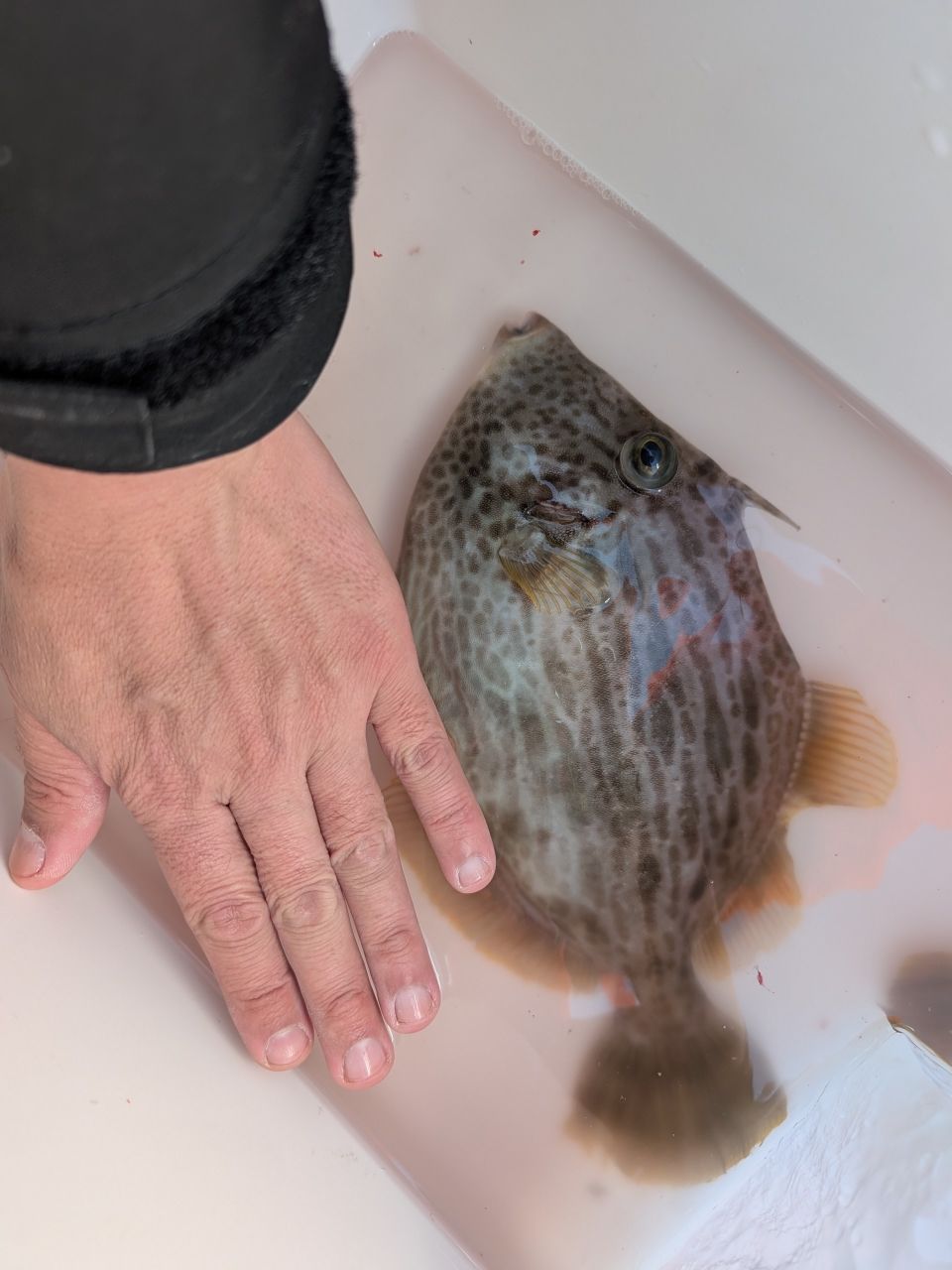 やっすぅ。さんの釣果 1枚目の画像