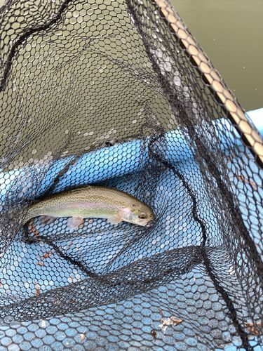 ニジマスの釣果