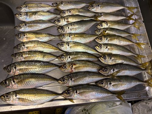 アジの釣果