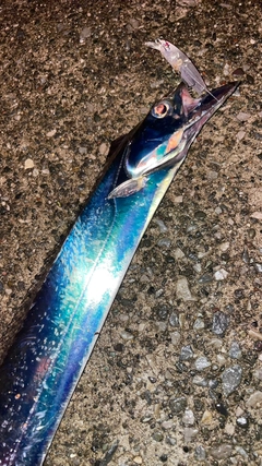 タチウオの釣果