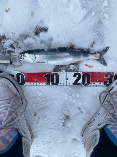 ウミサクラの釣果