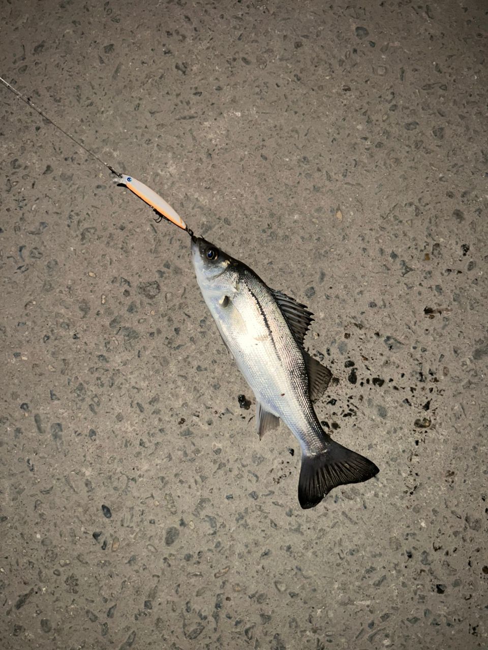 フッコ（マルスズキ）