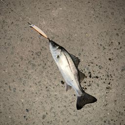 フッコ（マルスズキ）