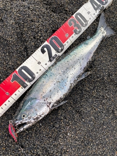 サクラマスの釣果