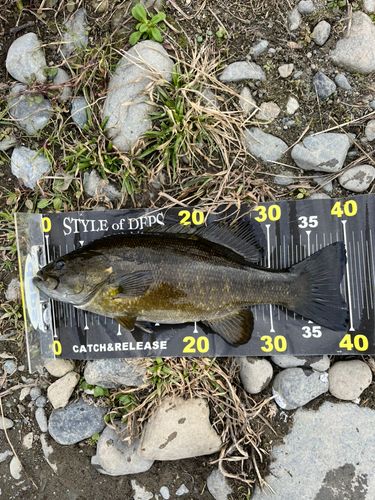 スモールマウスバスの釣果