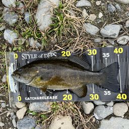 スモールマウスバス