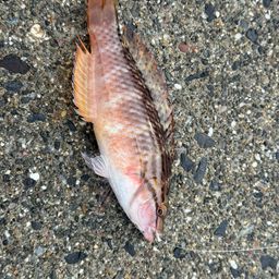 アカササノハベラ