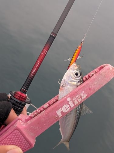 サッパの釣果