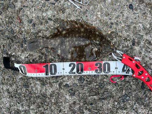 カレイの釣果