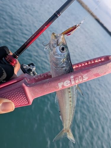マイワシの釣果
