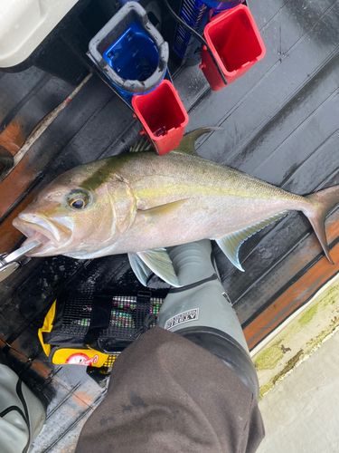 ヒレナガカンパチの釣果