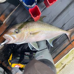 ヒレナガカンパチ