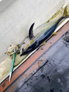 シビの釣果