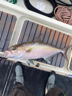 ヒレナガカンパチの釣果